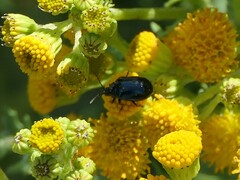 Agelastica alni