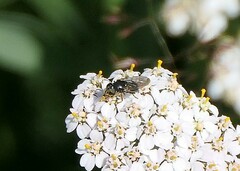 Cheilosia caerulescens