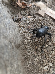 Cryptoglossa muricata