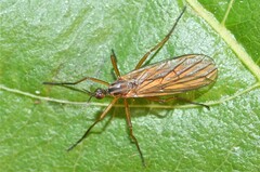 Empis trigramma