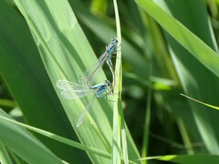 Ischnura elegans
