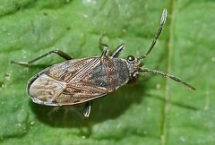 Peritrechus geniculatus