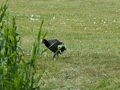 Fulica atra