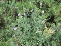 Cirsium vulgare