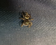 Dendryphantes fusconotatus