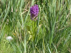 Dactylorhiza praetermissa junialis