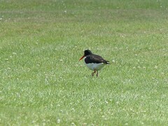 Haematopus ostralegus
