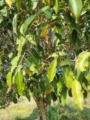 Syzygium guineense