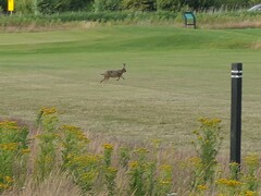Lepus europaeus
