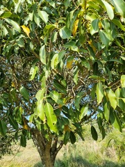 Syzygium guineense