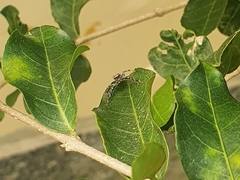 Thyene coccineovittata