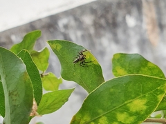 Thyene coccineovittata