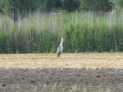 Ardea cinerea