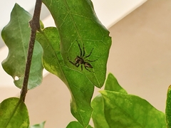 Thyene coccineovittata