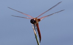 Tramea insularis