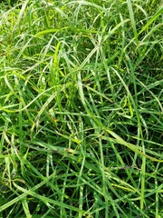 Cyperus ruwenzoriensis