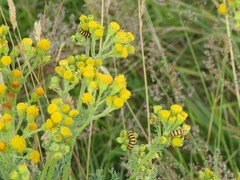 Tyria jacobaeae