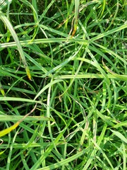 Cyperus ruwenzoriensis