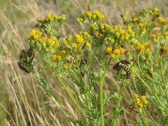 Tyria jacobaeae