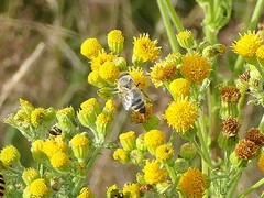 Apis mellifera