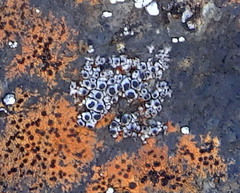 Rhizocarpon chioneum