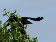 Corvus corone