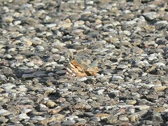 Vanessa cardui