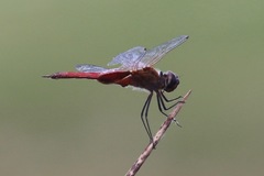 Tramea insularis