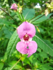 Impatiens glandulifera