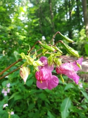 Impatiens glandulifera