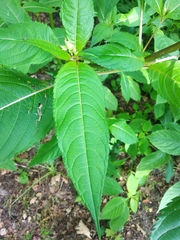 Impatiens glandulifera