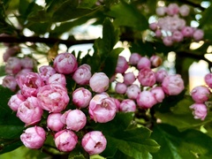 Crataegus