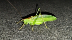 Hexacentrus unicolor