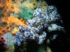 Botrylloides magnicoecus