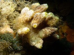 Botrylloides magnicoecus