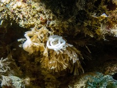 Polycera hedgpethi