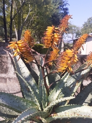 Aloe spectabilis