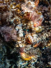 Electroma papilionacea