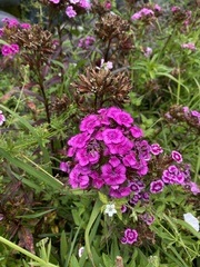 Dianthus barbatus