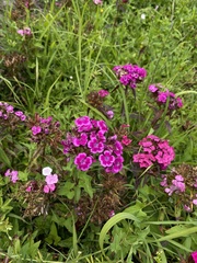 Dianthus barbatus