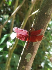 Neurothemis fulvia