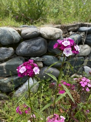 Dianthus barbatus