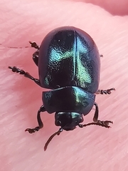Chrysolina varians