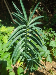 Euphorbia lathyris
