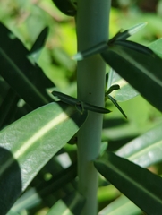 Euphorbia lathyris