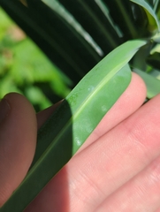 Euphorbia lathyris