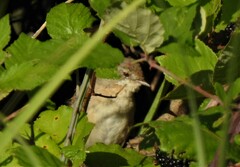 Acrocephalus arundinaceus