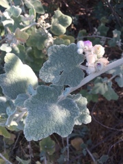 Malacothamnus fremontii