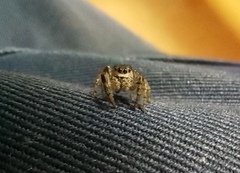 Dendryphantes fusconotatus