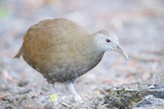 Gallirallus sylvestris